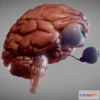1532070 - PBR Game 3D Models - Brain, Brain Stem And The Eyes 3D Max