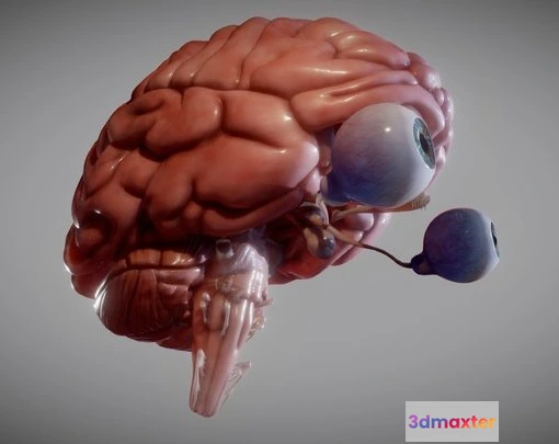 1532070 - PBR Game 3D Models - Brain, Brain Stem And The Eyes 3D Max