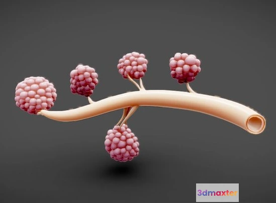 1532072 - PBR Game 3D Models - Breast Lactiferous Duct Anatomy 3D Max