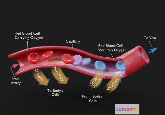 1532104 - PBR Game 3D Models - Capillary Cross Section 3D Max