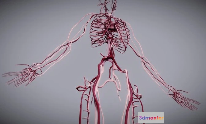 1532110 - PBR Game 3D Models - Cardiovascular System 3D Max