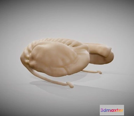 1532120 - PBR Game 3D Models - Caudate Putamen 3D Max