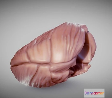 1532126 - PBR Game 3D Models - Cerebellum 3D Max