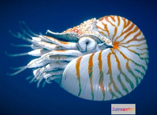 1532128 - PBR Game 3D Models - Chambered Nautilus 3D Max