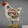 1532140 - PBR Game 3D Models - Chicken Anatomy 3D Max