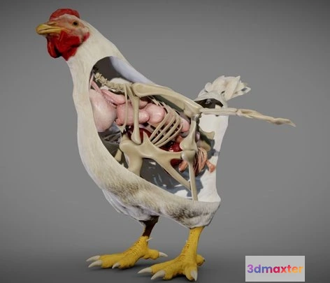1532140 - PBR Game 3D Models - Chicken Anatomy 3D Max