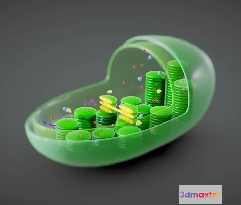 1532144 - PBR Game 3D Models - Chloroplast Cross Section Anatomy 3D Max