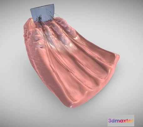 1532152 - PBR Game 3D Models - Ciliary Body Zoomed In 3D Max