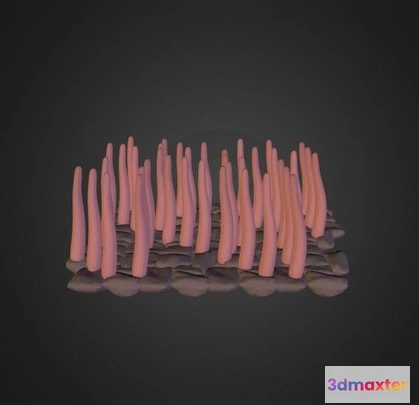 1532156 - PBR Game 3D Models - Ciliated Epithelium 3D Max