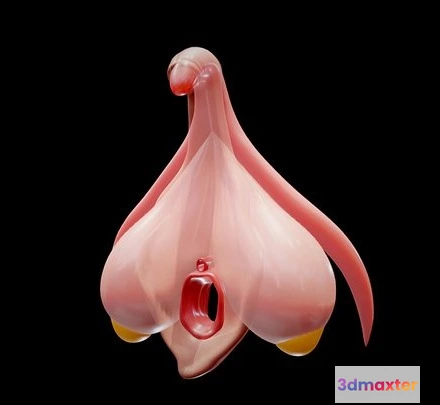 1532164 - PBR Game 3D Models - Clitoris Anatomy   Aroused Clitoris 3D Max