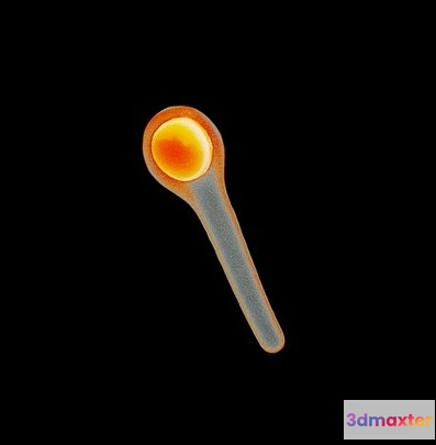 1532166 - PBR Game 3D Models - Clostridium Tetani Bacteria 3D Max