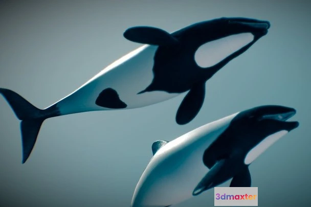 1532174 - PBR Game 3D Models - Commerson’s Dolphin 3D Max