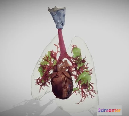 1532188 - PBR Game 3D Models - Covid 19 Lung Disease Version2 (Animated) 3D Max