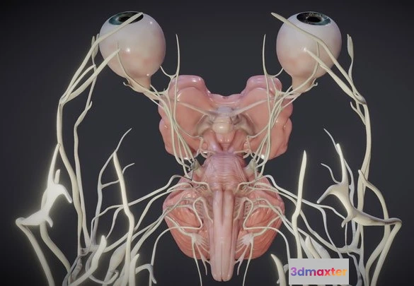 1532194 - PBR Game 3D Models - Cranial Nerves And Brain Stem 3D Max