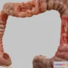 1532196 - PBR Game 3D Models - Crohn’s Disease 3D Max