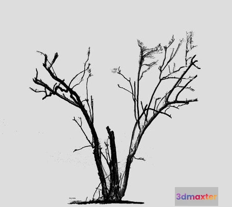 1532218 - PBR Game 3D Models - Dead Mangrove Tree 3D Max