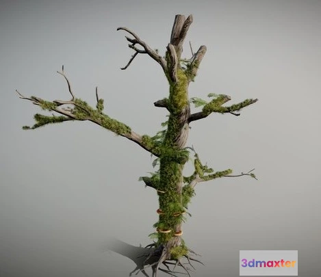 1532220 - PBR Game 3D Models - Dead Tree With Moss And Small Fern Coverage 3D Max