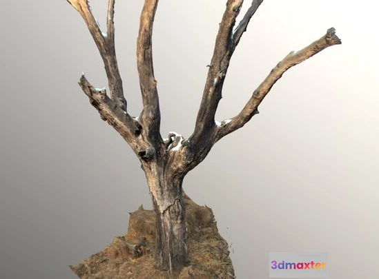 1532222 - PBR Game 3D Models - Dead Tree 3D Max