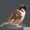 1532286 - PBR Game 3D Models - Eurasian Tree Sparrow 3D Max
