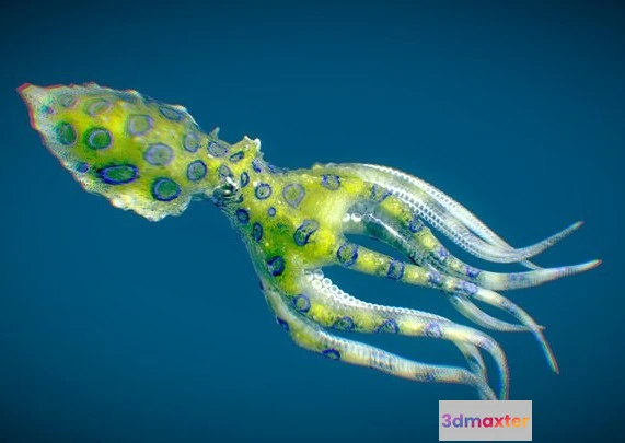 1532384 - PBR Game 3D Models - Greater Blue Ringed Octopus 3D Max