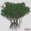 1532386 - PBR Game 3D Models - GTV Mangrove Tree A 3D Max