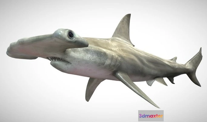 1532392 - PBR Game 3D Models - Hammerhead Shark With UE4 Support 3D Max