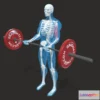 1532648 - PBR Game 3D Models - The Barbell Bicep Curl 3D Max