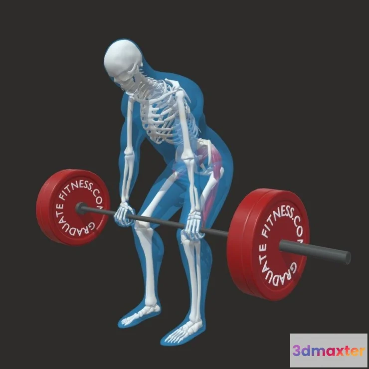 1532652 - PBR Game 3D Models - The Barbell Romanian Deadlift Rdl 3D Max