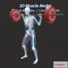 1532654 - PBR Game 3D Models - The Barbell Squat Muscles Anatomy 3D Max