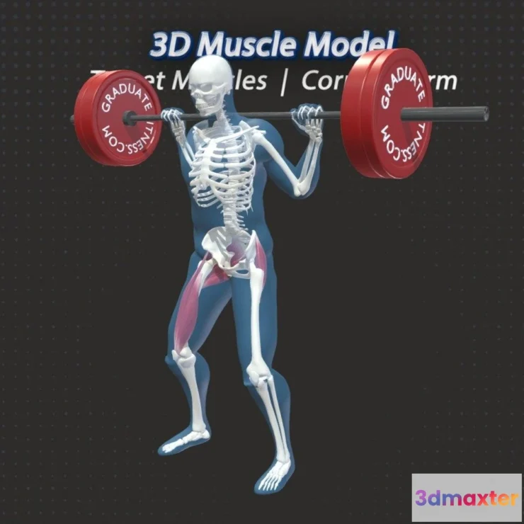 1532654 - PBR Game 3D Models - The Barbell Squat Muscles Anatomy 3D Max