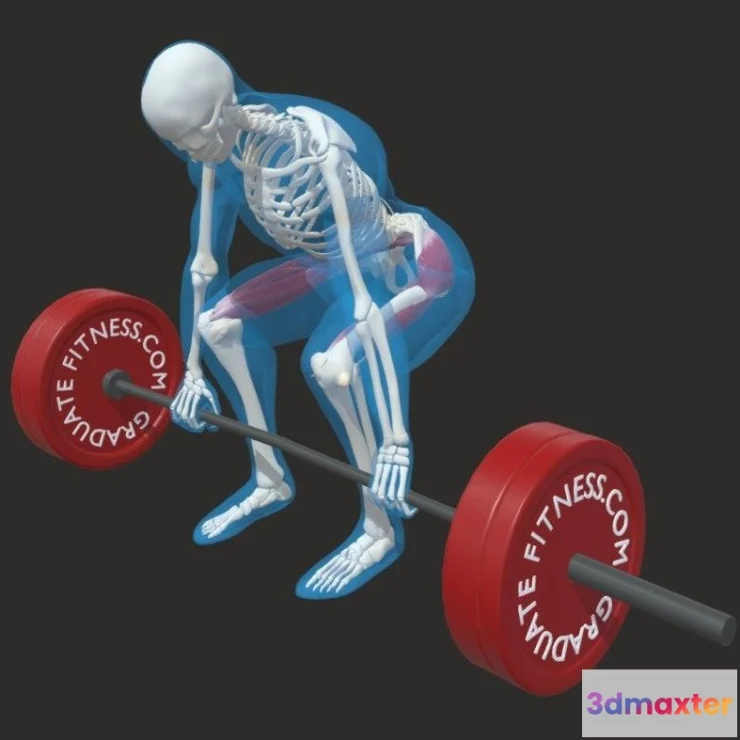 1532664 - PBR Game 3D Models - The Conventional Deadlift 3D Max