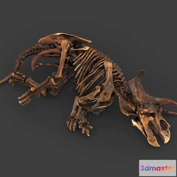 1532830 - PBR Game 3D Models - Triceratops Horridus Marsh 3D Max
