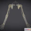 1532912 - PBR Game 3D Models - Upper Limb Skeleton And Nerve Supply 3D Max