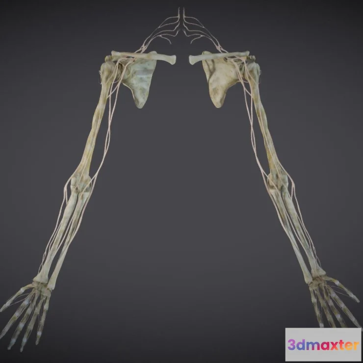 1532912 - PBR Game 3D Models - Upper Limb Skeleton And Nerve Supply 3D Max