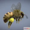 1533124 - PBR Game 3D Models - Western Honey Bee ( Worker ) 3D Max