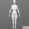 1533222 - PBR Game 3D Models - Wyatt Stanley Female Ecorche 3D Max