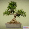 1533270 - PBR Game 3D Models - Zanthoxylum 3D Max