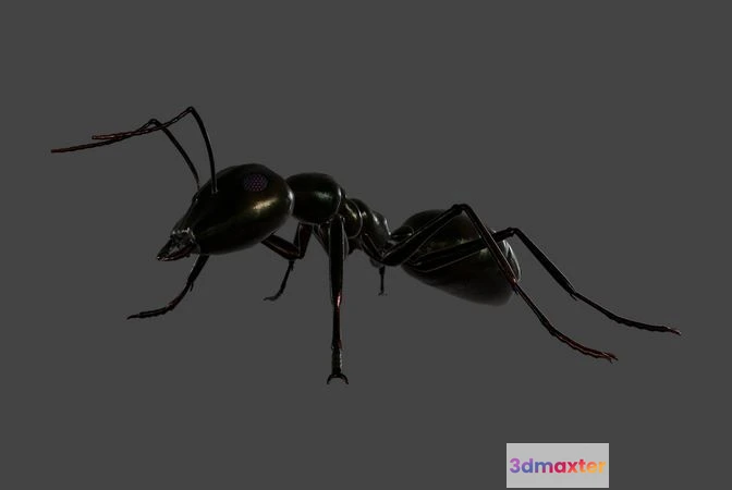 1533316 - PBR Game 3D Models - Black Ant 3D Max