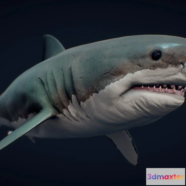 1533442 - PBR Game 3D Models - Great White Shark (2) 3D Max