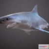 1533444 - PBR Game 3D Models - GREAT WHITE SHARK (3) 3D Max