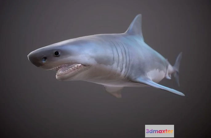 1533444 - PBR Game 3D Models - GREAT WHITE SHARK (3) 3D Max