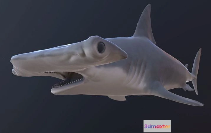 1533596 - PBR Game 3D Models - Hammerhead shark 3D Max