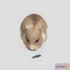 1533600 - PBR Game 3D Models - Hamster 3D Max