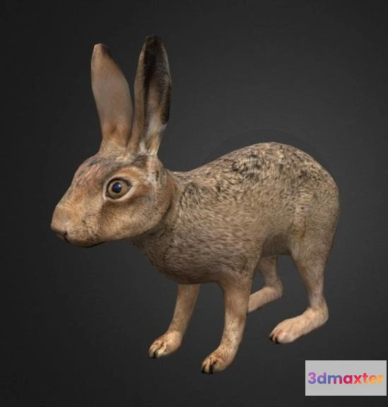 1533616 - PBR Game 3D Models - Hare 3D Max