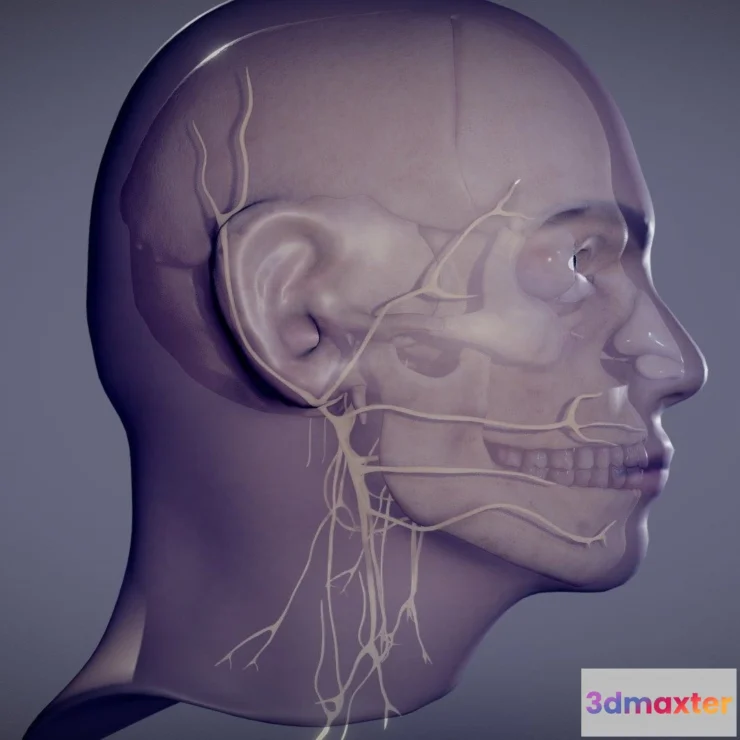 1533638 - PBR Game 3D Models - Head Skull Cranial Nerves 3D Max