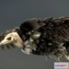 1533760 - PBR Game 3D Models - Hooded Vulture (2) 3D Max