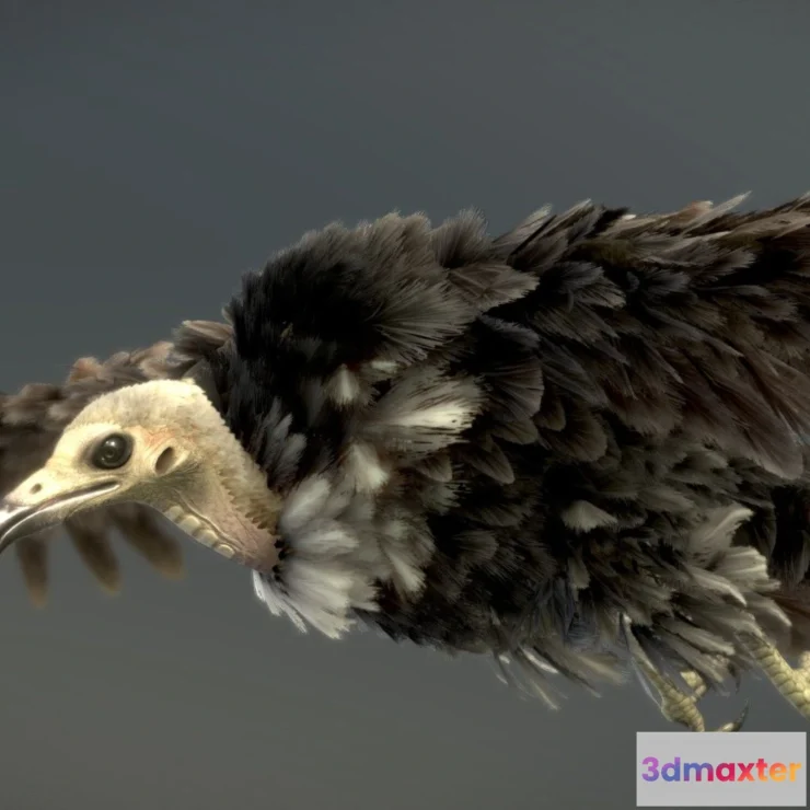 1533760 - PBR Game 3D Models - Hooded Vulture (2) 3D Max