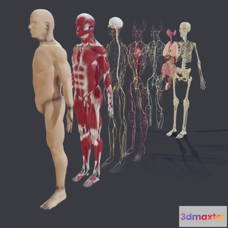 1533812 - PBR Game 3D Models - Human Anatomy Male Explosive View 3D Max