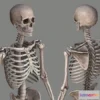 1533816 - PBR Game 3D Models - Human Skeleton Caucasian Male 3D Max