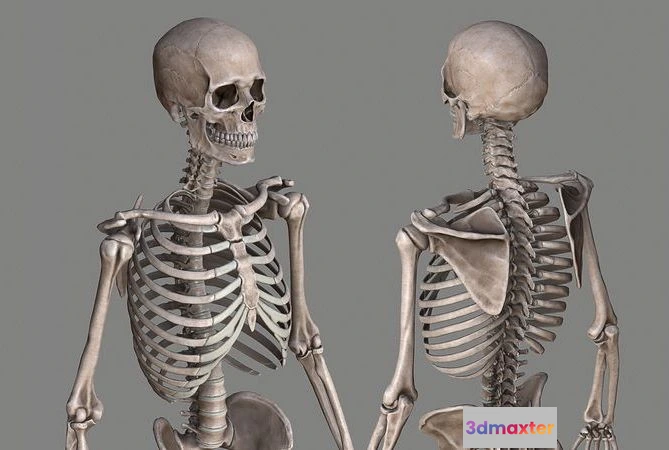 1533816 - PBR Game 3D Models - Human Skeleton Caucasian Male 3D Max